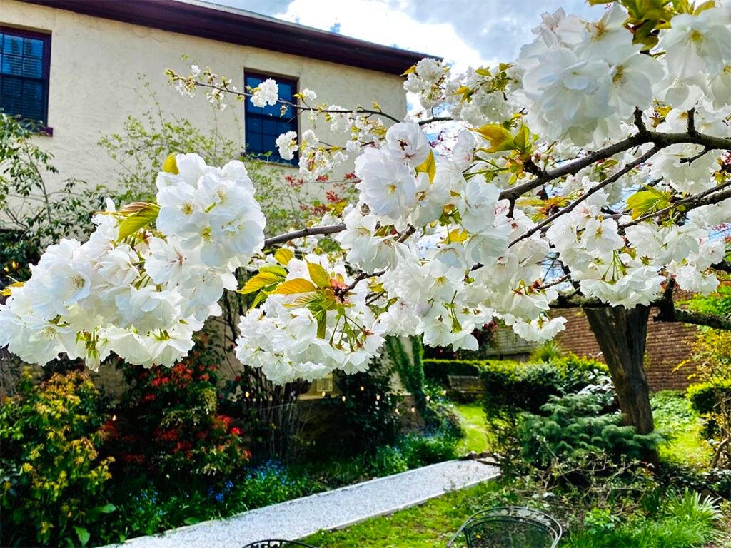 White cherry blossom outside Bonney's Inn