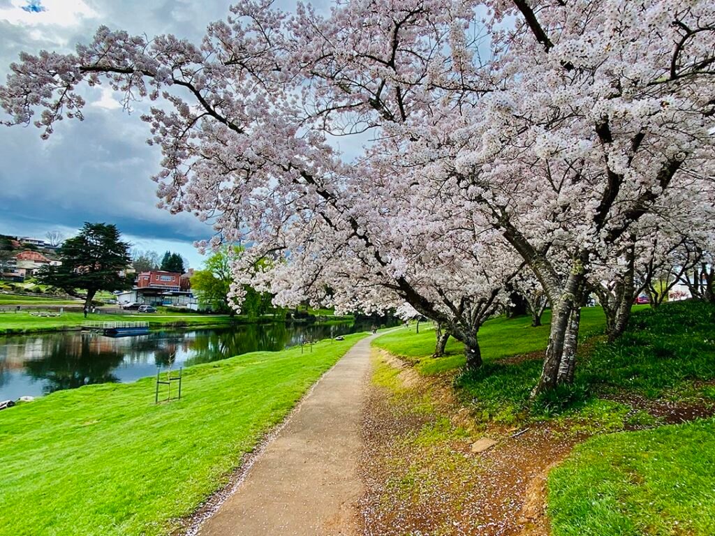 Pink cherry blossom trees along the Meander River in Deloraine